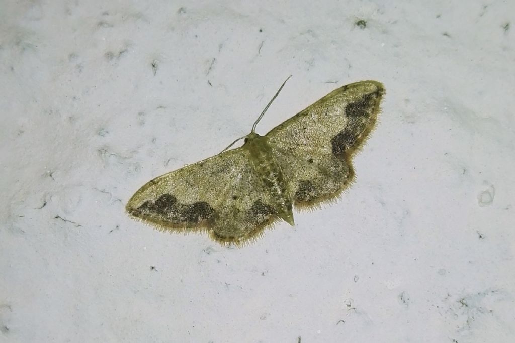 Idaea efflorata